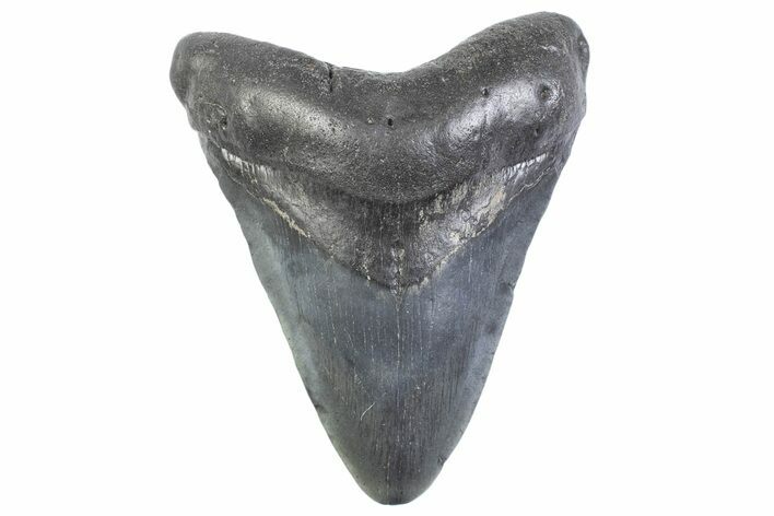 Fossil Megalodon Tooth - South Carolina #371950